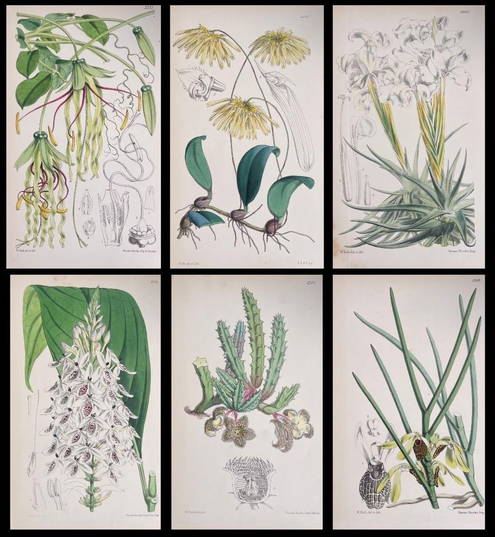 Set of Six Fine Antique British Hand Coloured Botanical Prints, circa 1900's, Early Mid 19th Century (1 of 17)