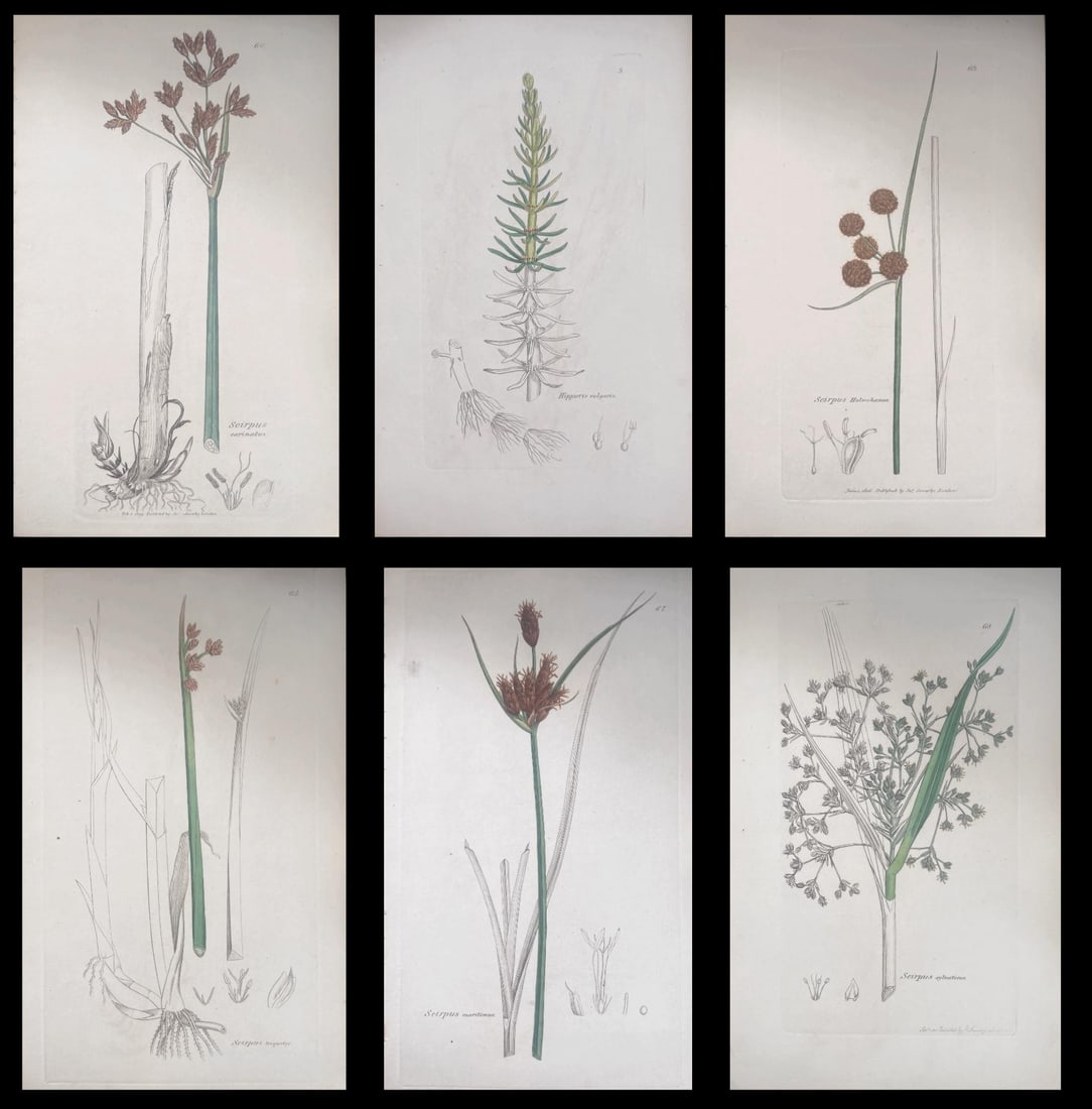 Set of Six Fine Antique British Hand Coloured Botanical Prints, circa 1900's, Early Mid 19th Century: Title: Set of Six Fine Antique British Hand Coloured Botanical Prints, circa 1900's, Early Mid 19th Century Description: Set of Six Hand Coloured Botanical Prints/Lithographs and Engravings Published