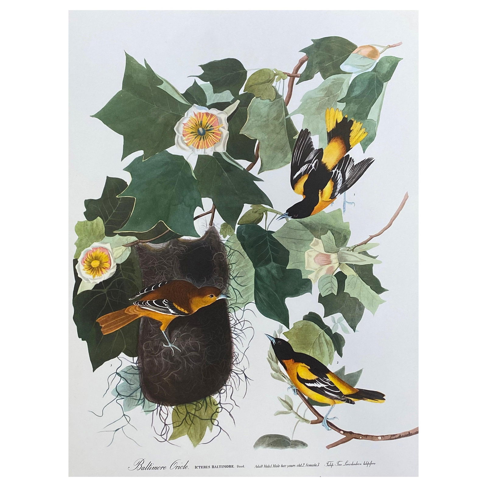 Large Classical Bird Color Print after John James Audubon, Baltimore Oriole, 20th Century (1 of 11)