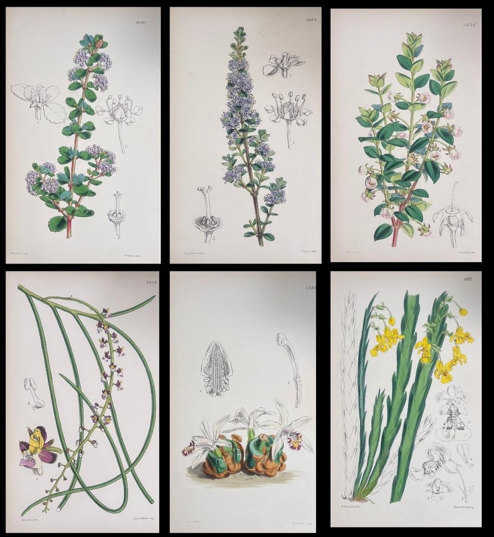 Set of Six Fine Antique British Hand Coloured Botanical Prints, circa 1900's, Early Mid 19th Century: Title: Set of Six Fine Antique British Hand Coloured Botanical Prints, circa 1900's, Early Mid 19th Century Description: Set of Six Hand Coloured Botanical Prints/Lithographs and Engravings Published
