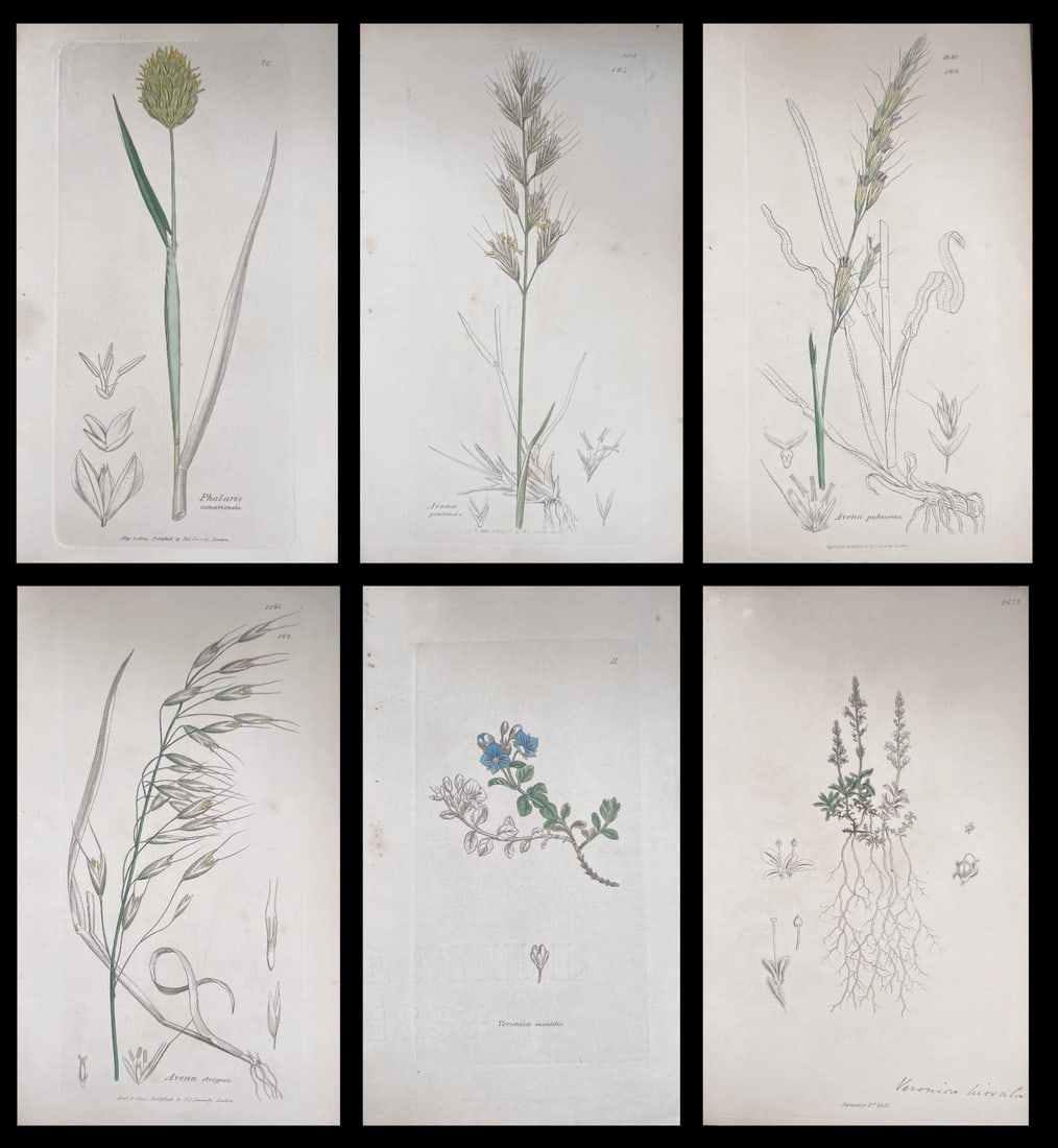 Set of Six Fine Antique British Hand Coloured Botanical Prints, circa 1900's, Early Mid 19th Century: Title: Set of Six Fine Antique British Hand Coloured Botanical Prints, circa 1900's, Early Mid 19th Century Description: Set of Six Hand Coloured Botanical Prints/Lithographs and Engravings Published