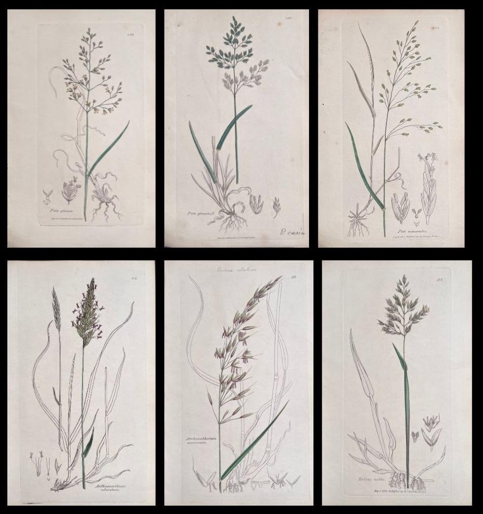 Set of Six Fine Antique British Hand Coloured Botanical Prints, circa 1900's, Early Mid 19th Century (1 of 17)