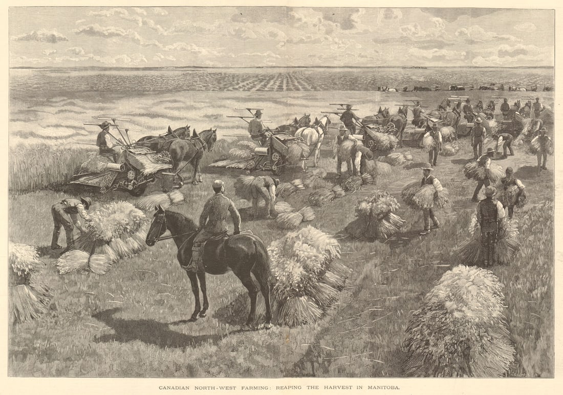 Canadian north-west farming: reaping the harvest in Manitoba 1891 old print (1 of 1)