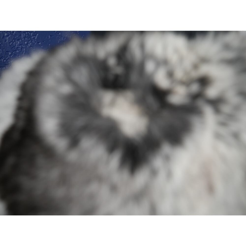 Gorgeous Sheared Mink & Chinchilla Fur Coat Jacket - 9