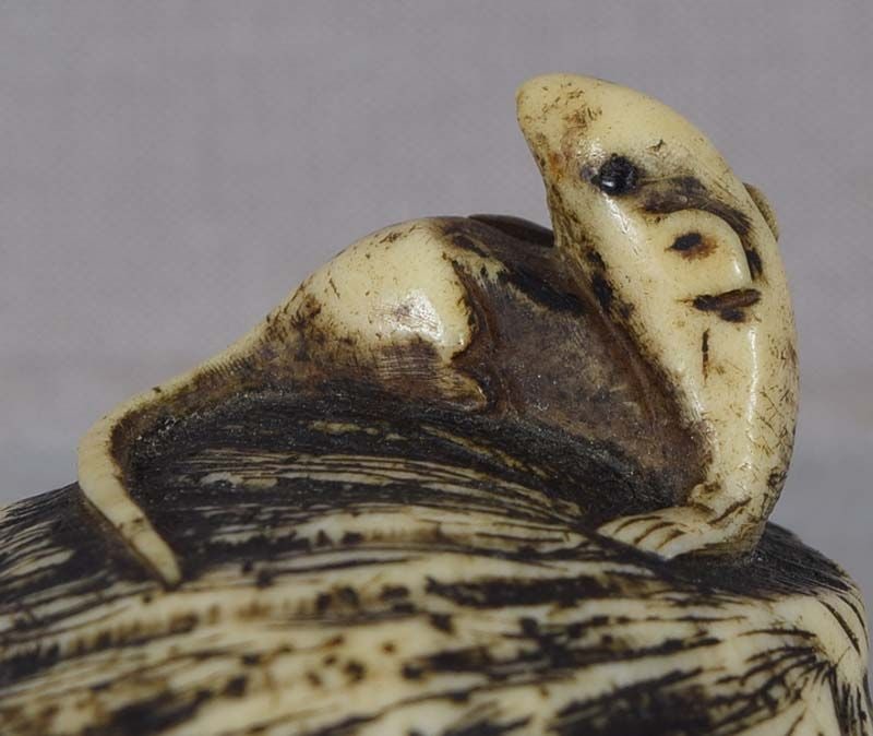 18 / 19c staghorn netsuke RAT on ABALONE - 5