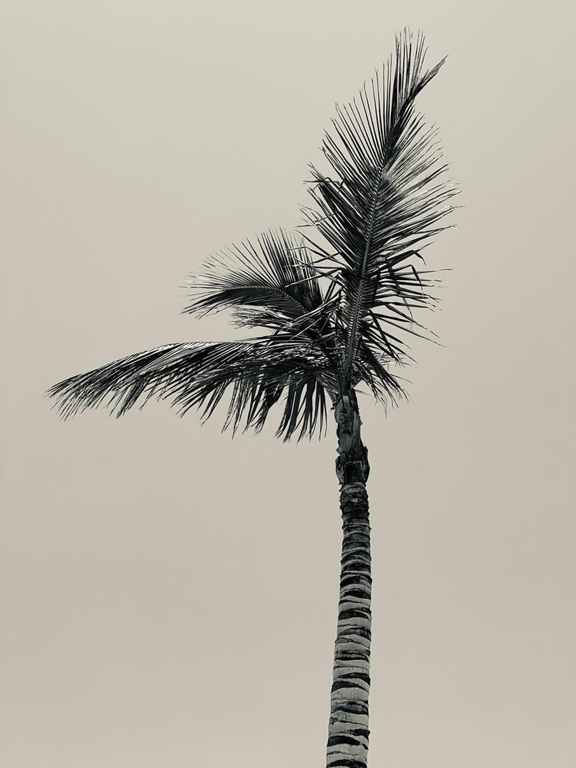 Palm I - signed limited edition Oversize print: 2025: Title: Palm I - signed limited edition Oversize print: 2025 Description: Palm I by Stuart Möller A solitary palm tree monochrome sepia. Oversize 40x30" inches / 101 x 76 cm paper size editioned 1