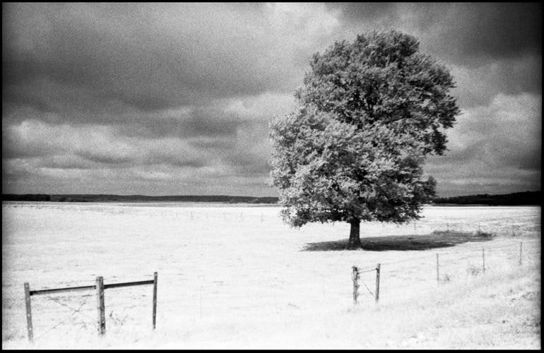 Tree, Ardennes, France [IR Film] - Silver Gelatin: Title: Tree, Ardennes, France [IR Film] - Silver Gelatin Photograph - Limited Edition of 10 Artist: Paul Cooklin Origin: United Kingdom Medium: Photography, Gelatin on Paper Dimensions: 20 W x 16 H x