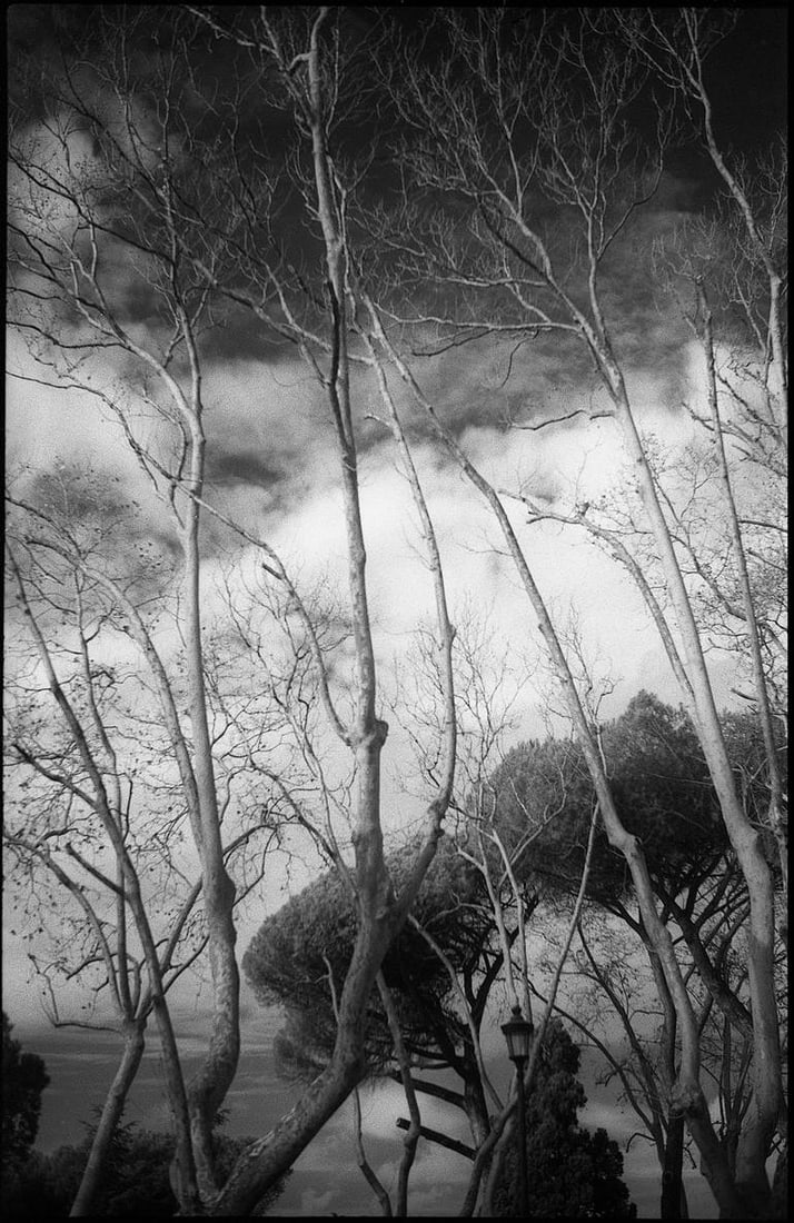 Treeline, Janiculum Hill, Rome, Italy - Silver Gelatin (1 of 3)