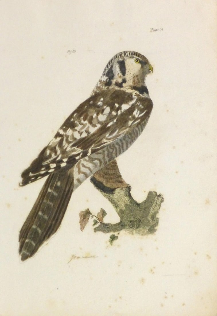 Antique 1850s Bird of Prey Engraving Print (1 of 5)