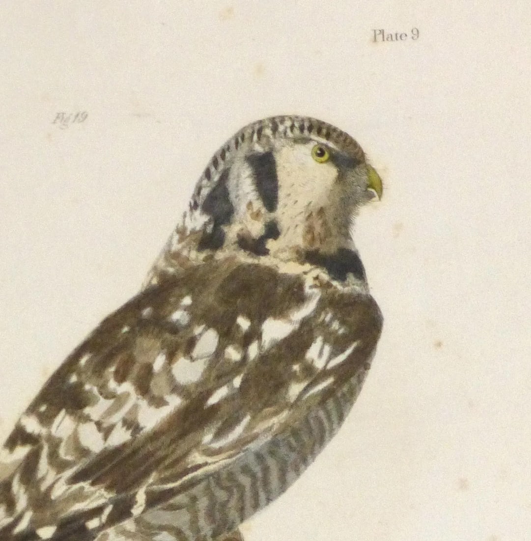 Antique 1850s Bird of Prey Engraving Print - 2