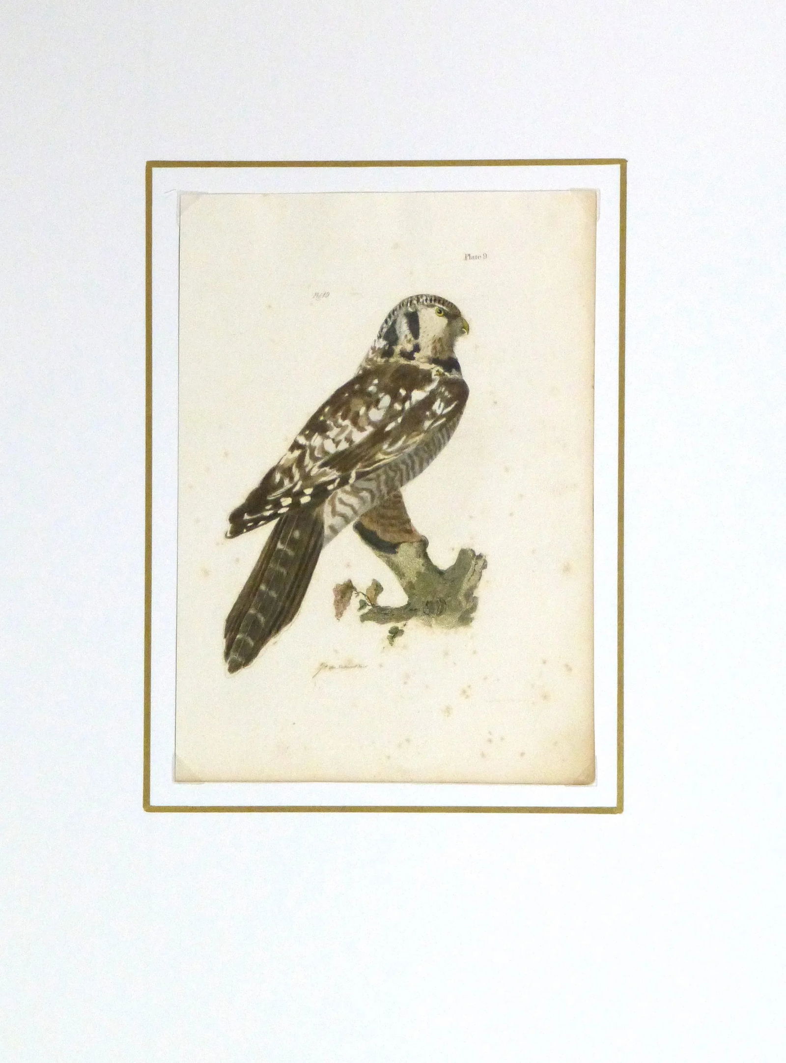 Antique 1850s Bird of Prey Engraving Print - 4