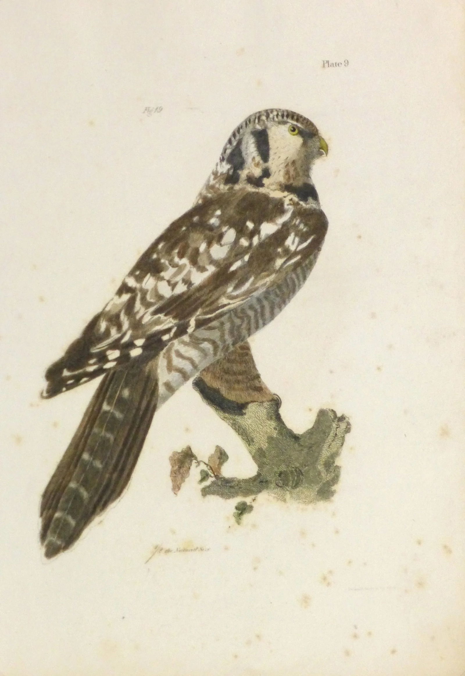 Antique 1850s Bird of Prey Engraving Print - 5