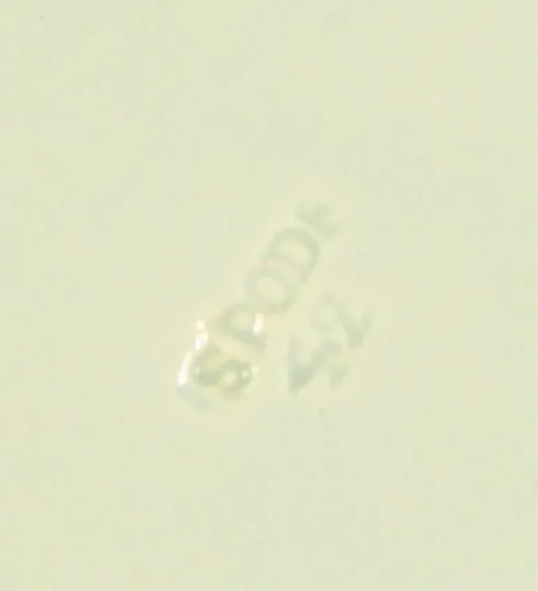 Circa 1820 Regency / Georgian Spode Pearlware Dish Shell Shaped Chinoiserie Flower - 12