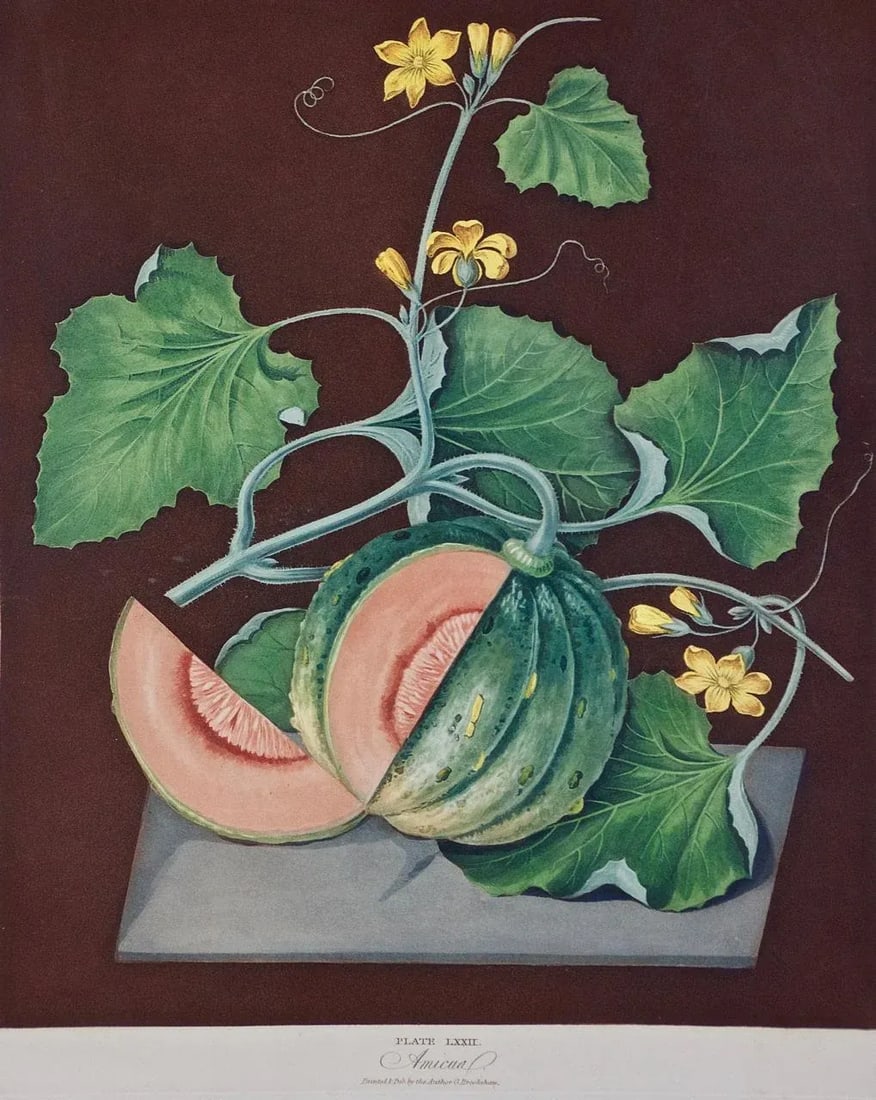 Amicua Melon Hand Finished Color Engraving by George Brookshaw , 1812 - 2