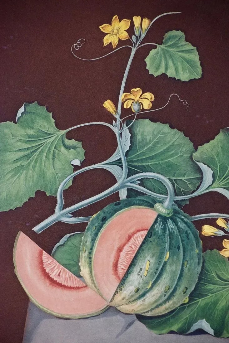 Amicua Melon Hand Finished Color Engraving by George Brookshaw , 1812 - 3