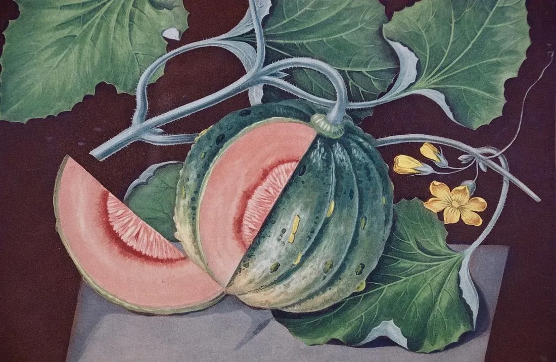 Amicua Melon Hand Finished Color Engraving by George Brookshaw , 1812 - 4