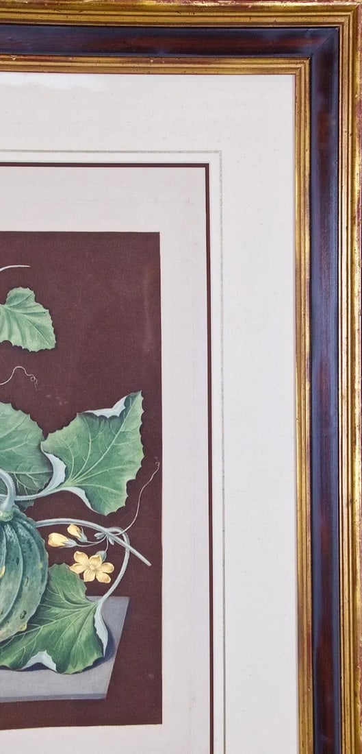 Amicua Melon Hand Finished Color Engraving by George Brookshaw , 1812 - 6