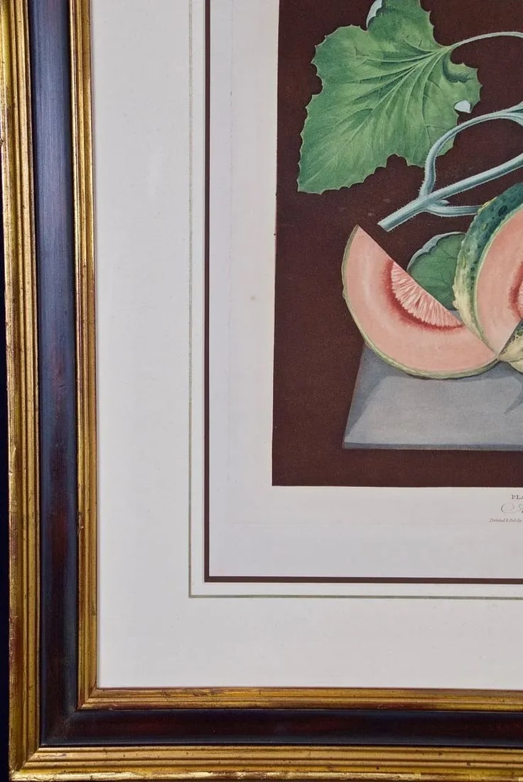 Amicua Melon Hand Finished Color Engraving by George Brookshaw , 1812 - 7