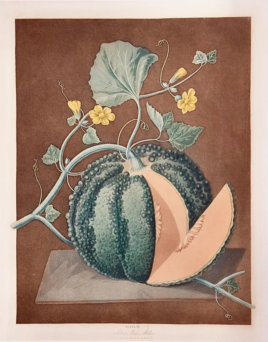 Silver Rock Melon: A Framed 19th C. Color Engraving by George Brookshaw , 1812 - 2