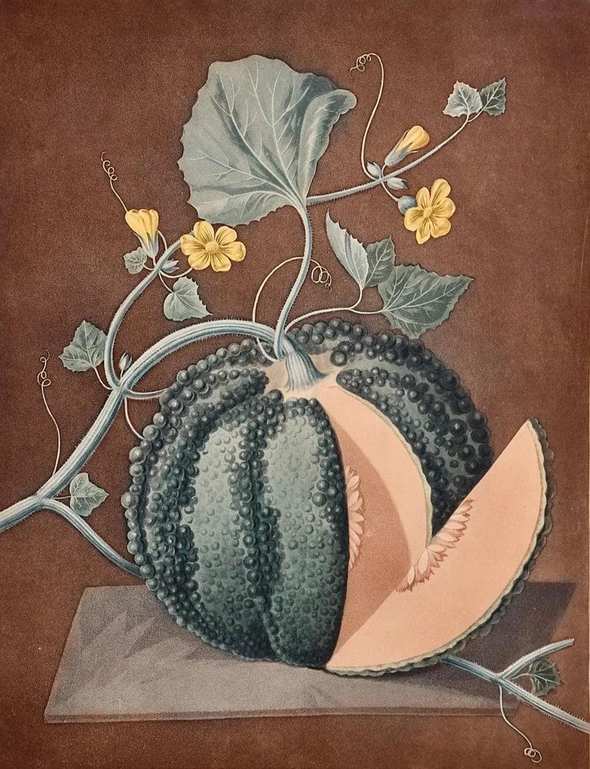 Silver Rock Melon: A Framed 19th C. Color Engraving by George Brookshaw , 1812 - 3