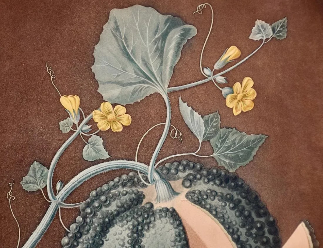Silver Rock Melon: A Framed 19th C. Color Engraving by George Brookshaw , 1812 - 5