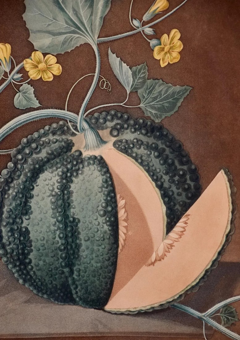 Silver Rock Melon: A Framed 19th C. Color Engraving by George Brookshaw , 1812 - 6