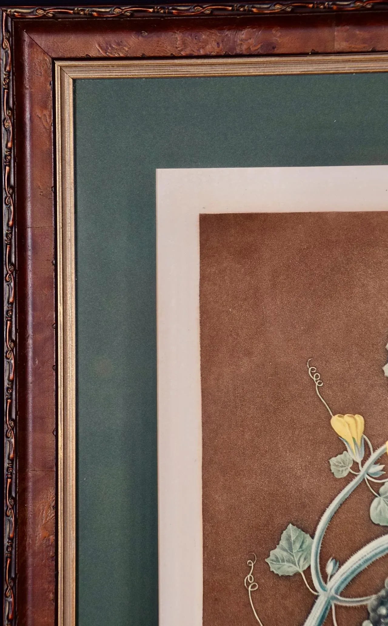 Silver Rock Melon: A Framed 19th C. Color Engraving by George Brookshaw , 1812 - 7