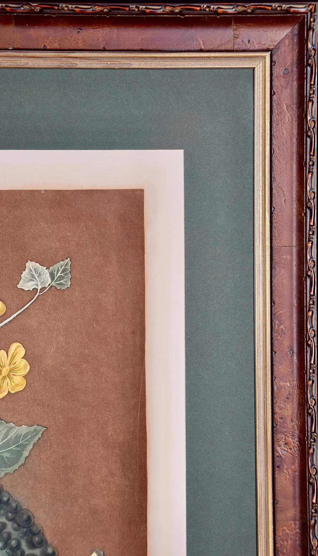 Silver Rock Melon: A Framed 19th C. Color Engraving by George Brookshaw , 1812 - 8