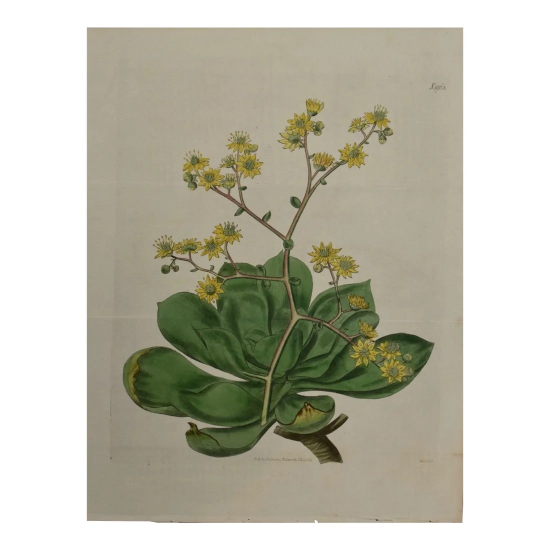 Flowering Houseleek Plant: A 19th C. Hand-Colored Botanical Engraving by Curtis, 1818 (1 of 4)