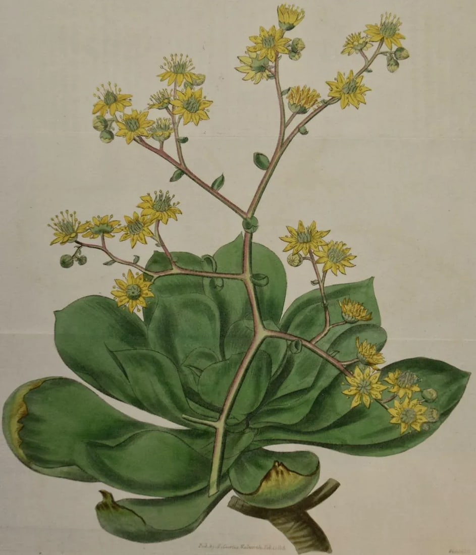 Flowering Houseleek Plant: A 19th C. Hand-Colored Botanical Engraving by Curtis, 1818 - 2