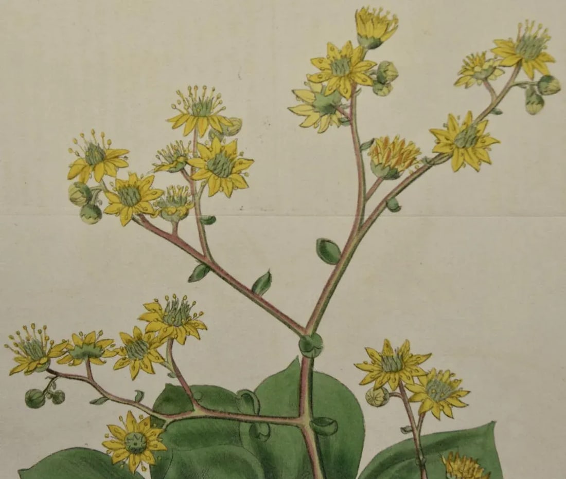 Flowering Houseleek Plant: A 19th C. Hand-Colored Botanical Engraving by Curtis, 1818 - 3