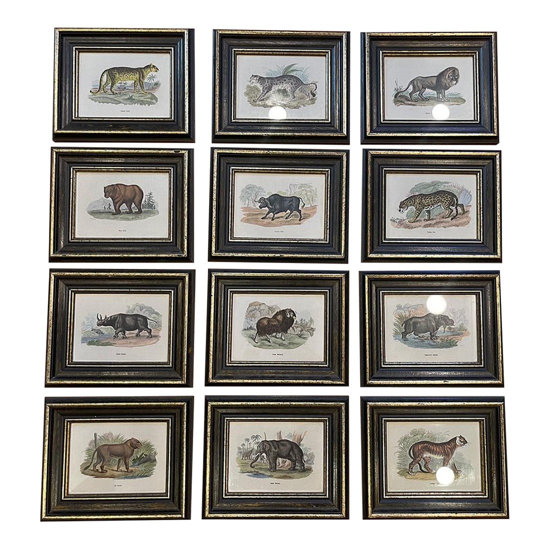 Antique Set of 12 Framed Prints "Lizars Large Animals" (1 of 8)