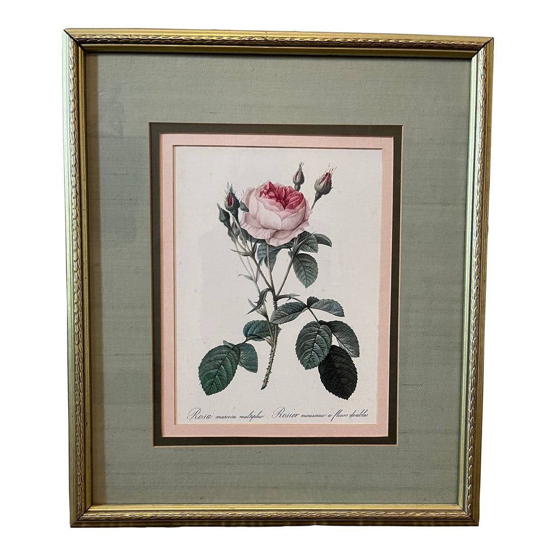 Late 20th Century Framed Botanical Rose Print (1 of 6)