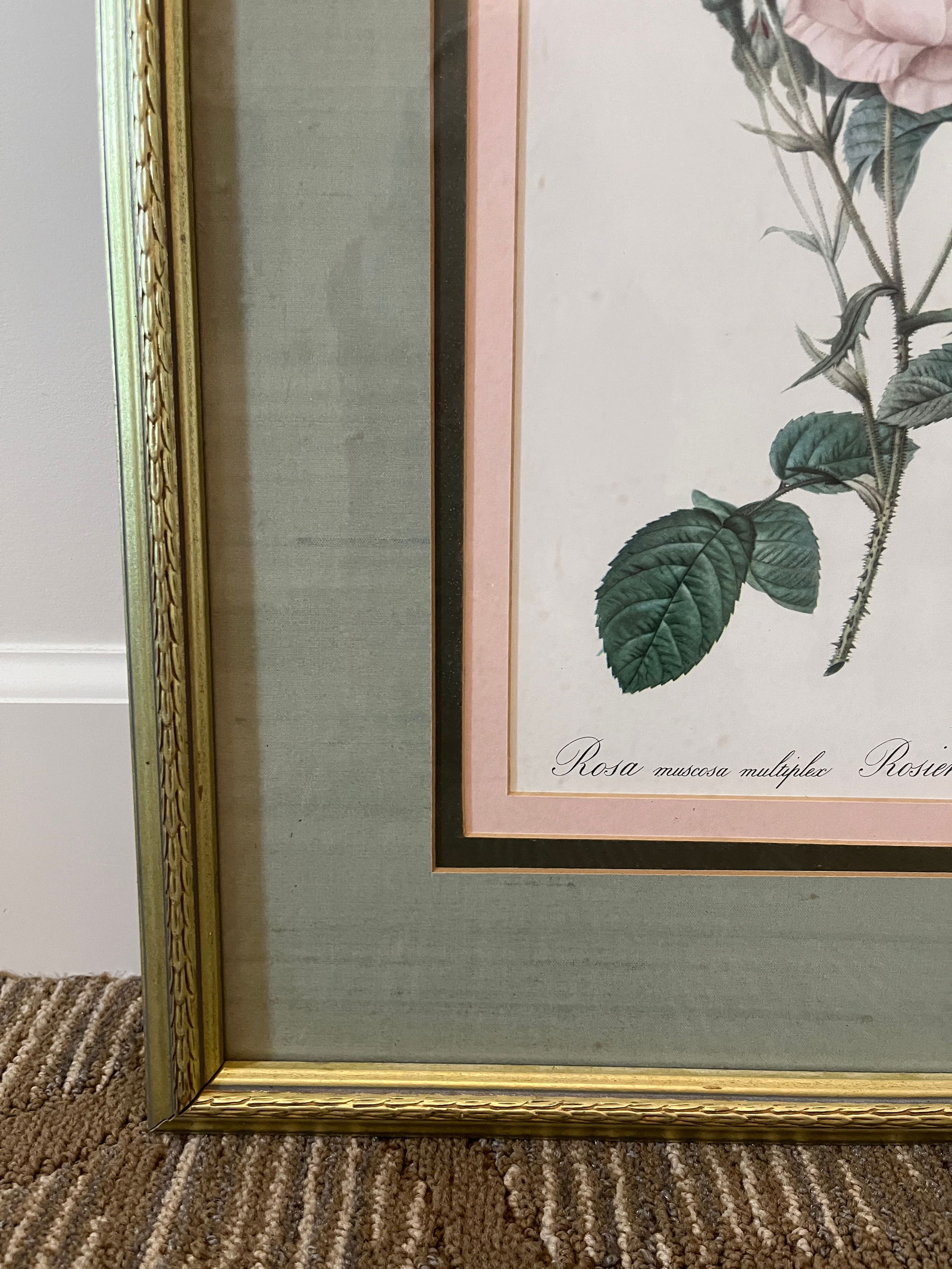 Late 20th Century Framed Botanical Rose Print - 2