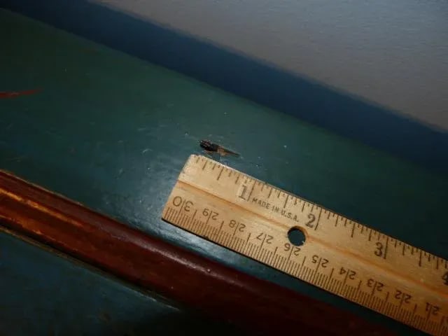 Late 19th Century Antique German Trunk - 12