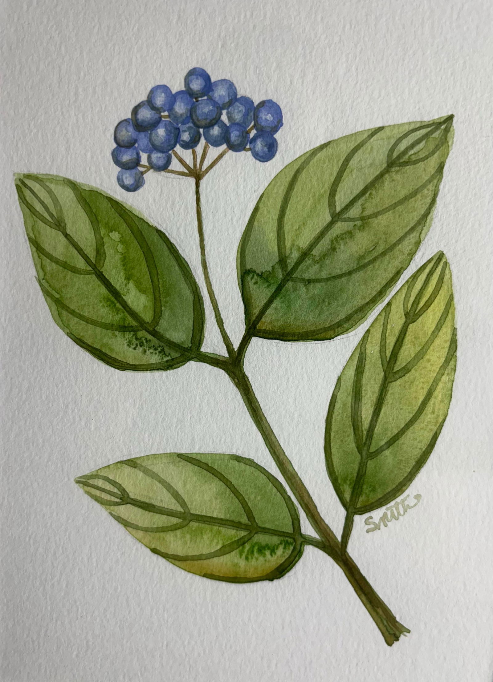 Blue Berry Stem Original Water Color Painting Signed and Framed - 3