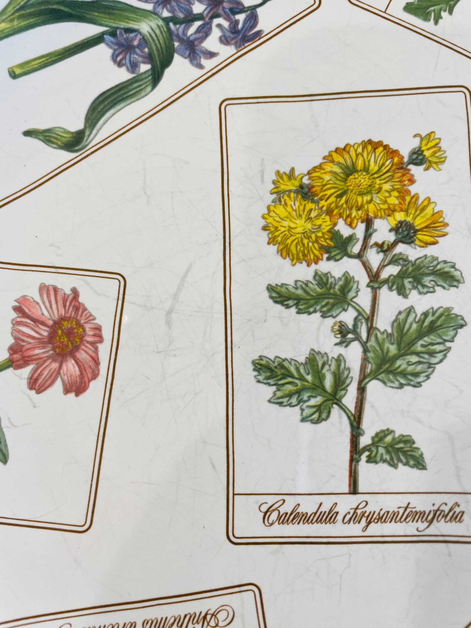 Discontinued Tiffany "Botanical" Plate - 1996 - 5