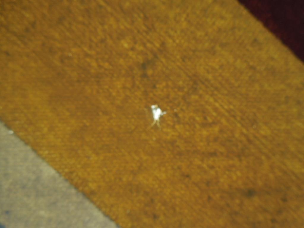 1975 Frank Roth Abstract Pop Art Painting - 7