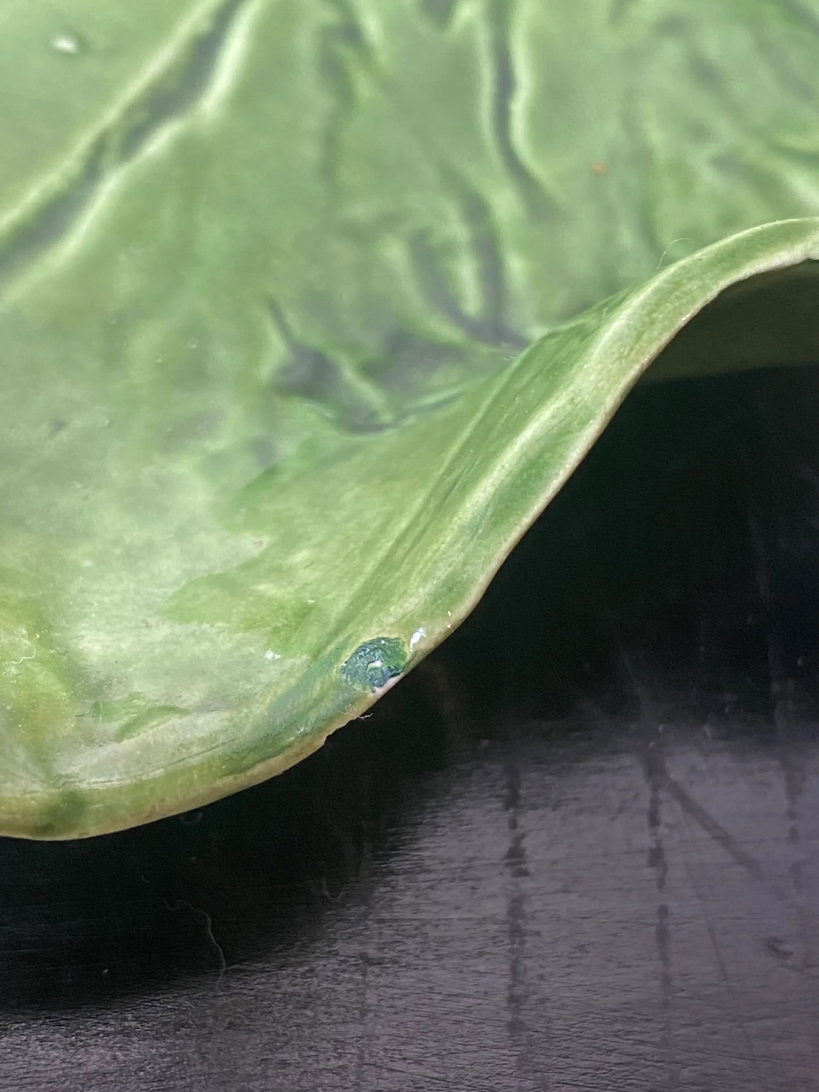 Vintage Pat Young Dodie Thayer-Style Cabbage Plates- Set of 3 - 9