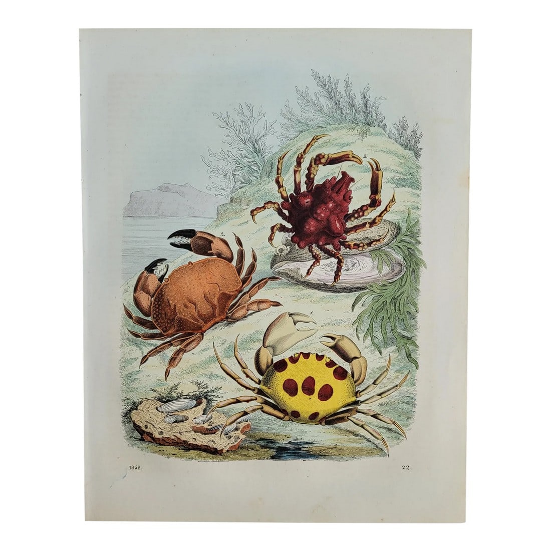 1856 Hand Colored Crab Engraving (1 of 4)