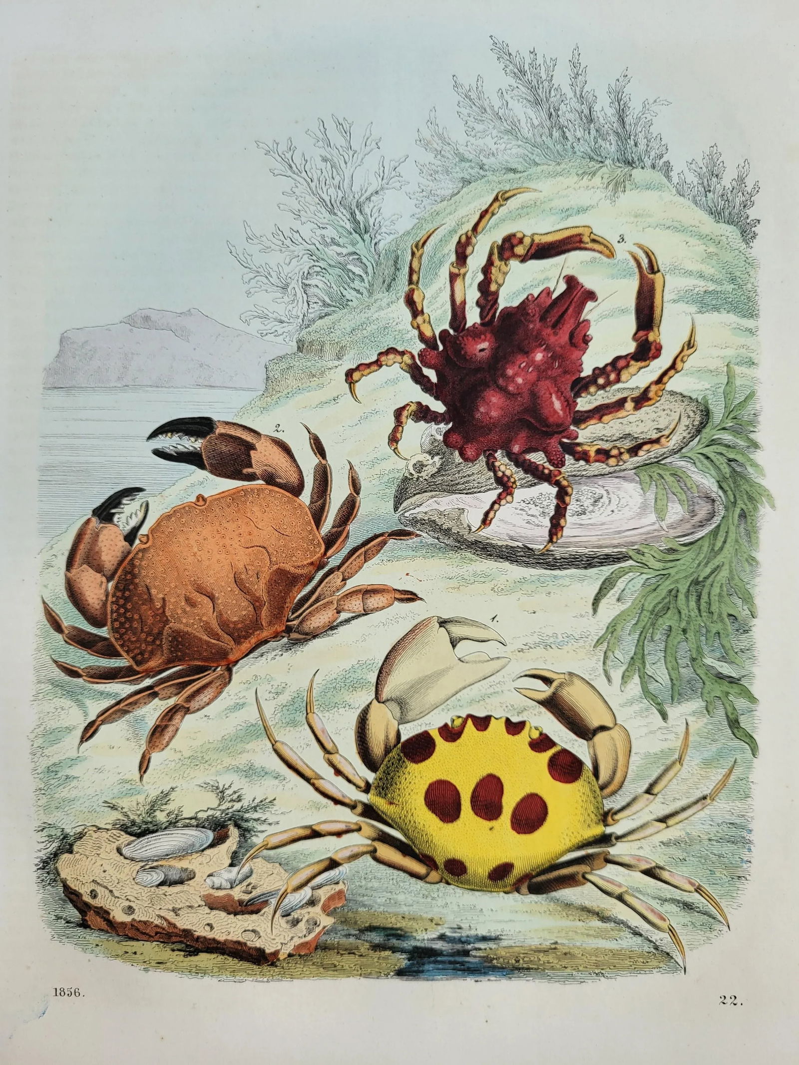 1856 Hand Colored Crab Engraving - 3