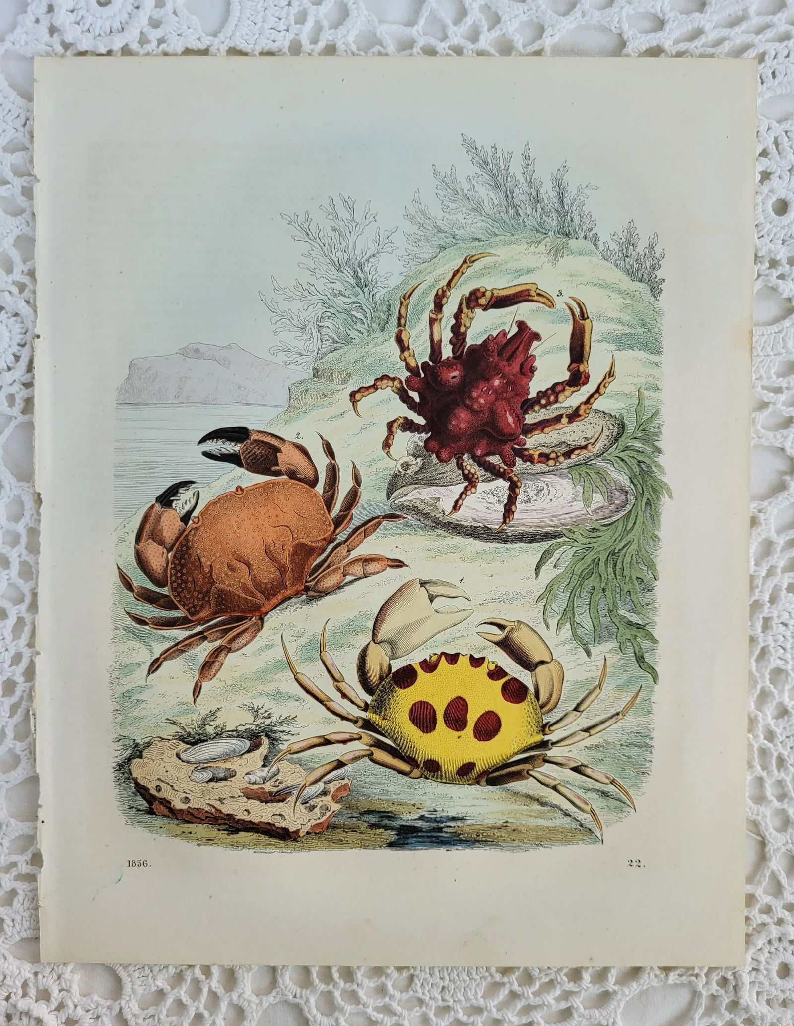 1856 Hand Colored Crab Engraving - 4