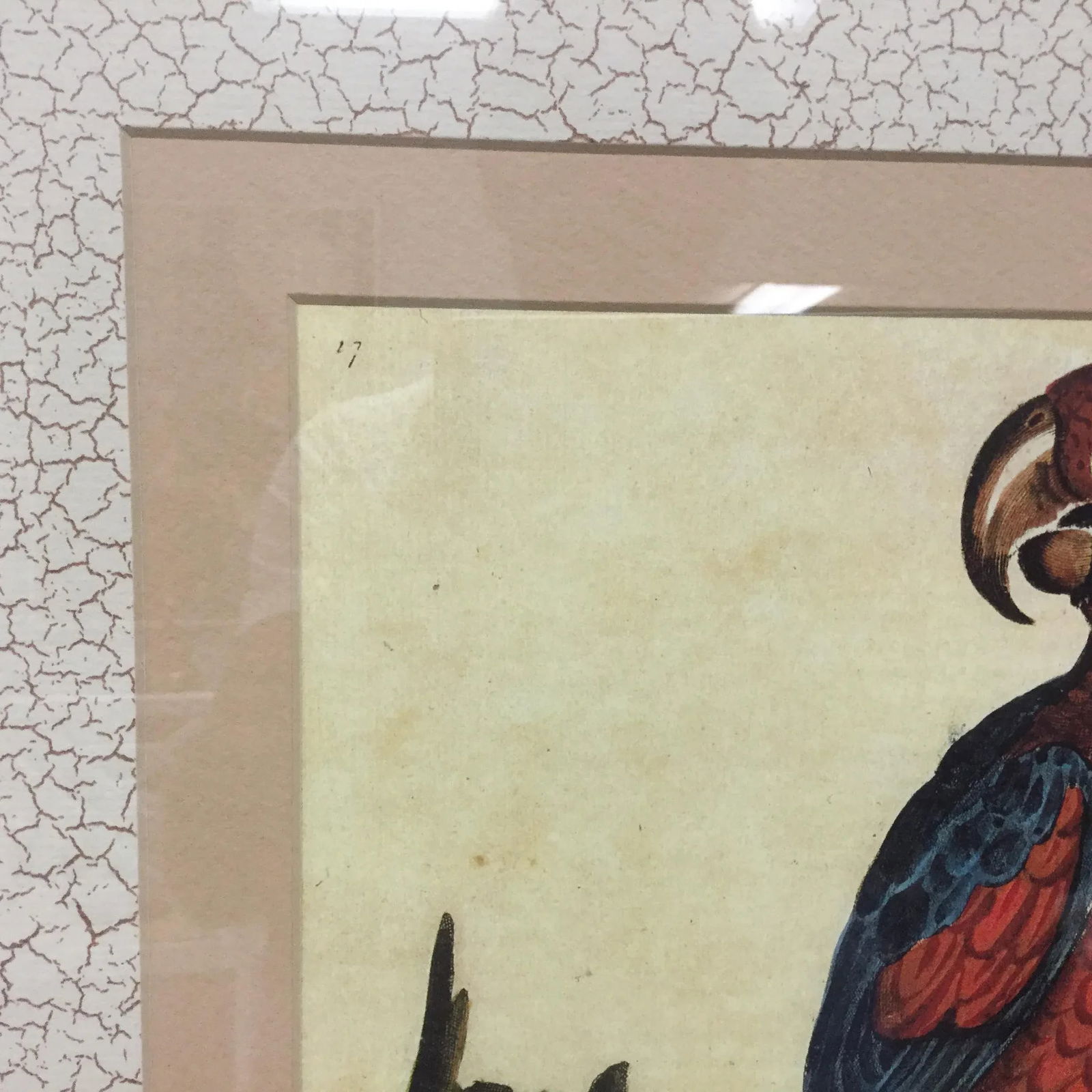 Vintage Framed Jamaican Macaw Lithograph Print - 2