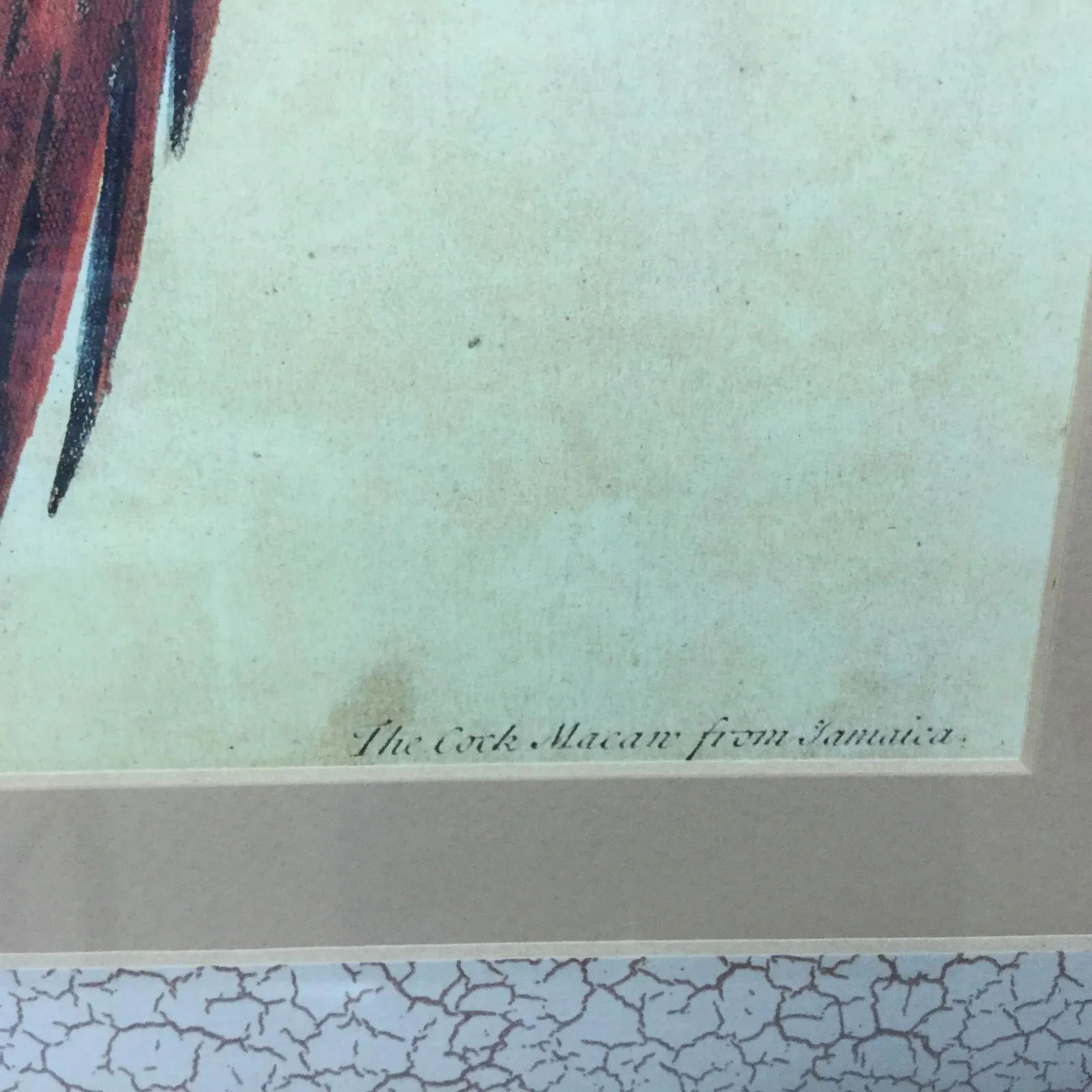 Vintage Framed Jamaican Macaw Lithograph Print - 3