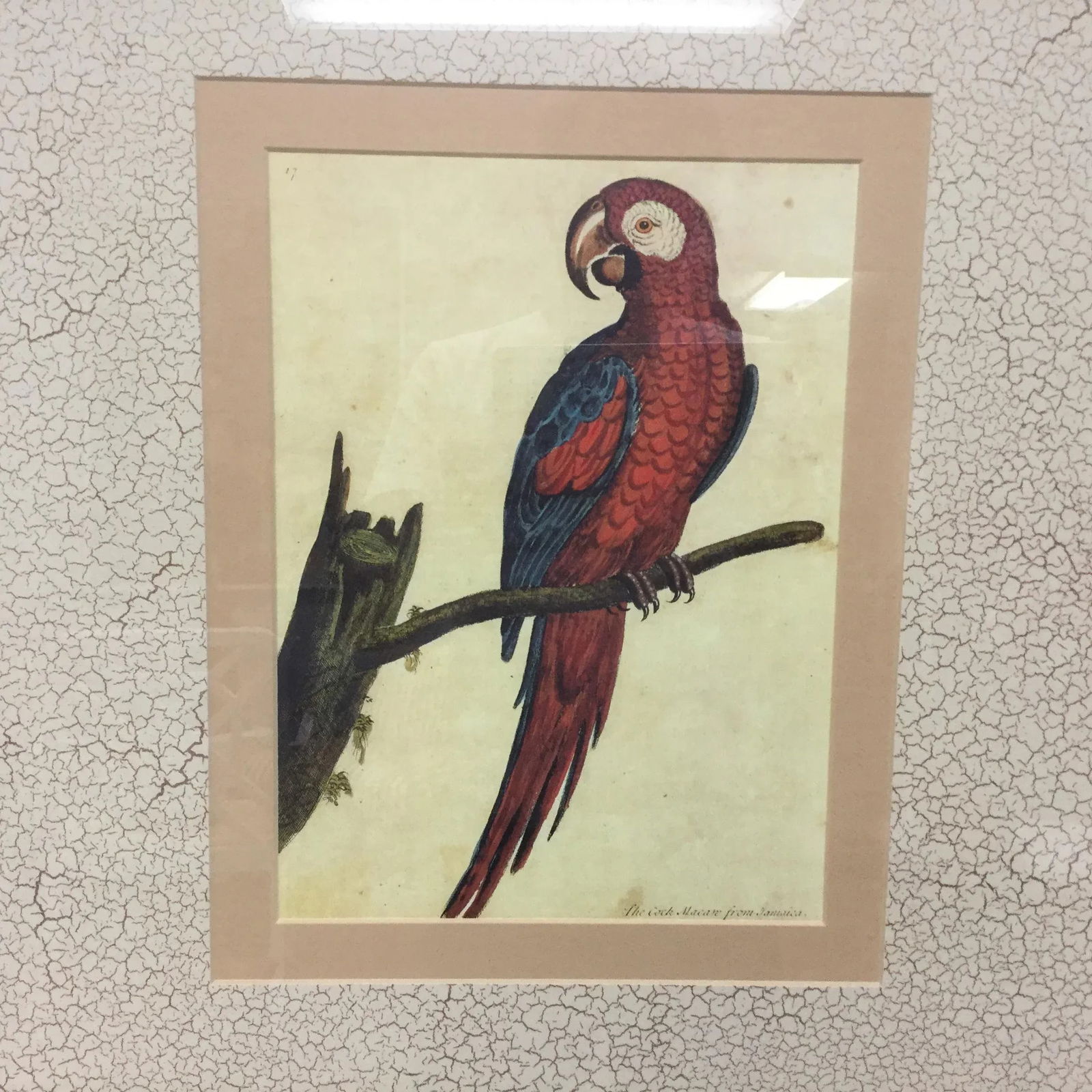 Vintage Framed Jamaican Macaw Lithograph Print - 5