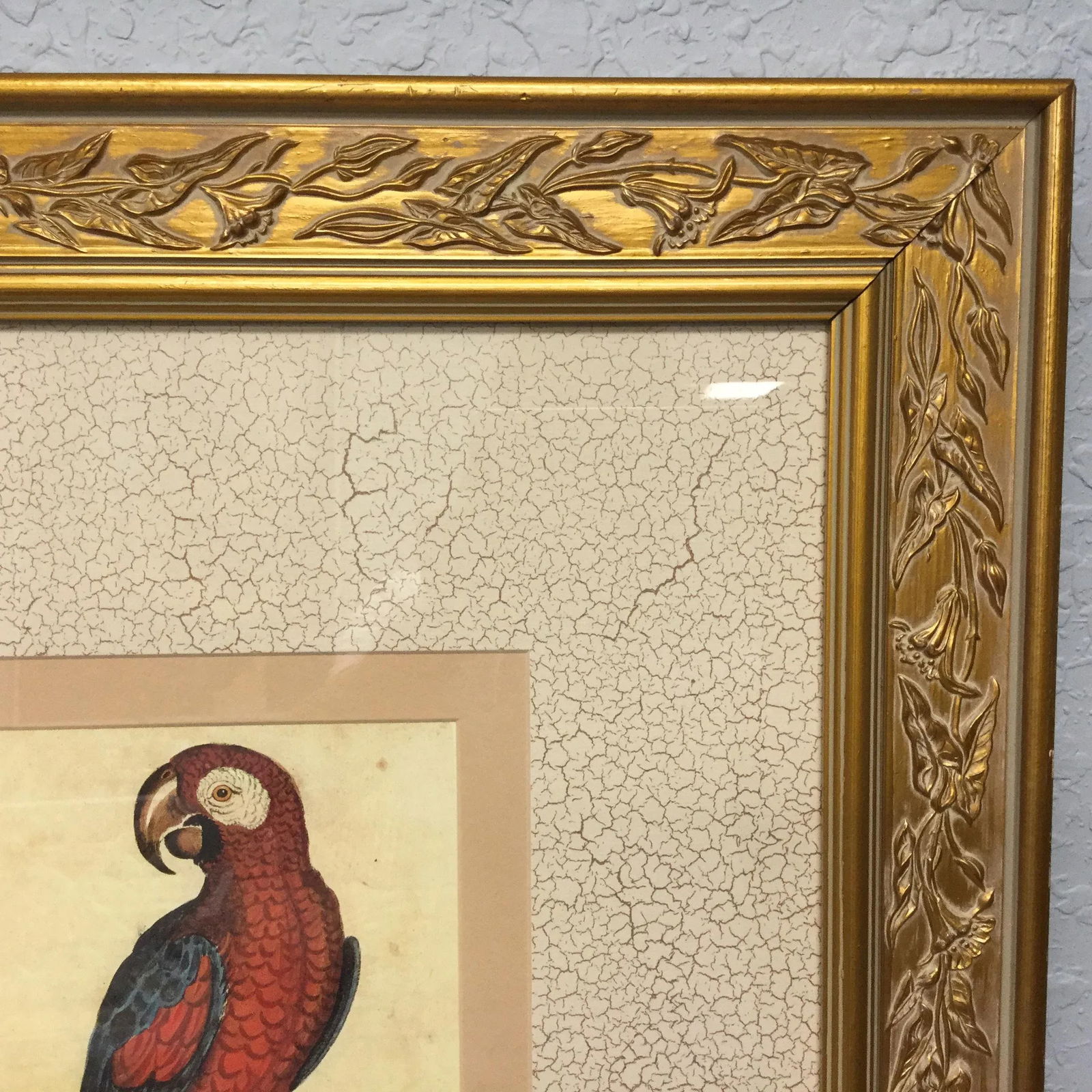 Vintage Framed Jamaican Macaw Lithograph Print - 6