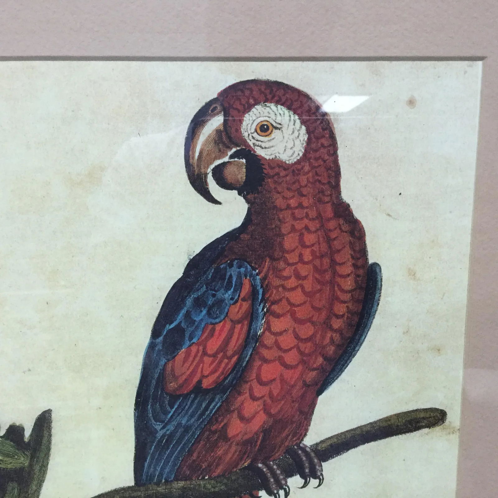 Vintage Framed Jamaican Macaw Lithograph Print - 7