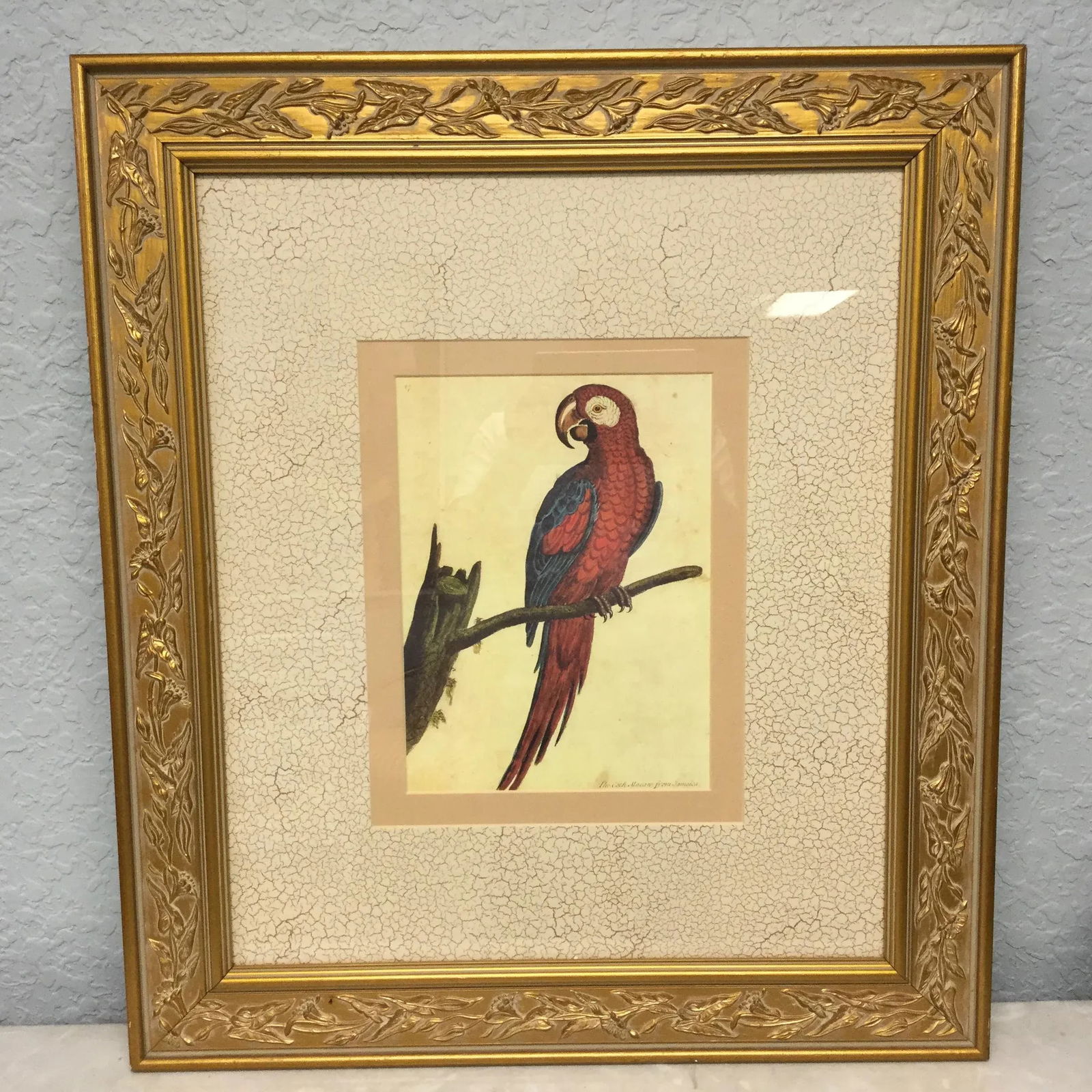 Vintage Framed Jamaican Macaw Lithograph Print - 8