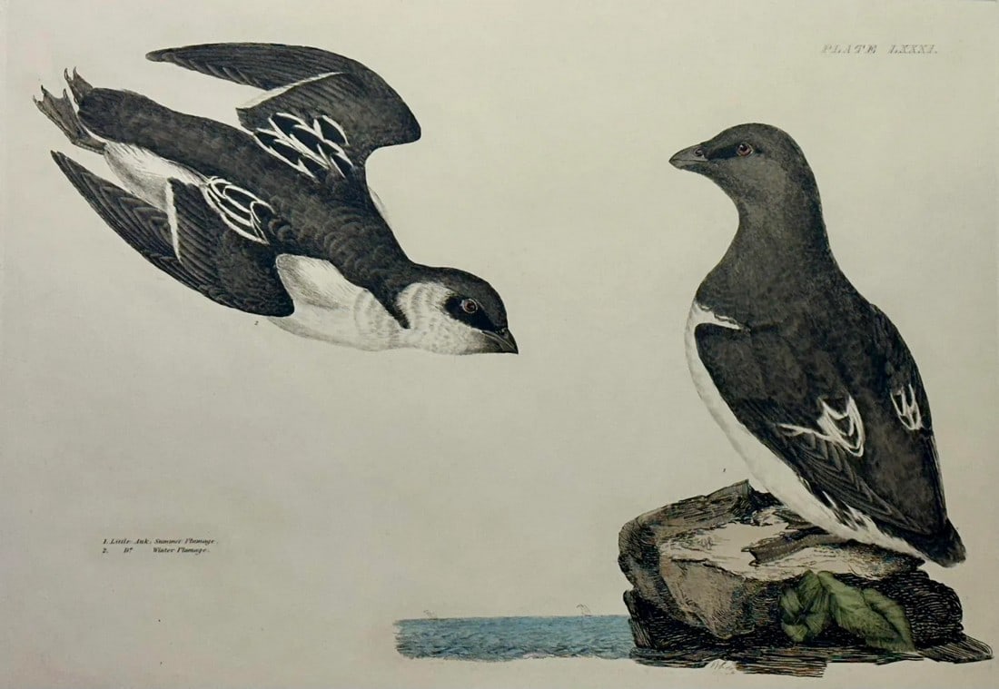 20th Century Little Auk Ornithology Print: Prideaux John Selby's Illustrations of British Ornithology was published in Edinburgh from 1821 to 1834. It consisted of 222 large-scale engravings that were beautifully engraved by Selby himself. In