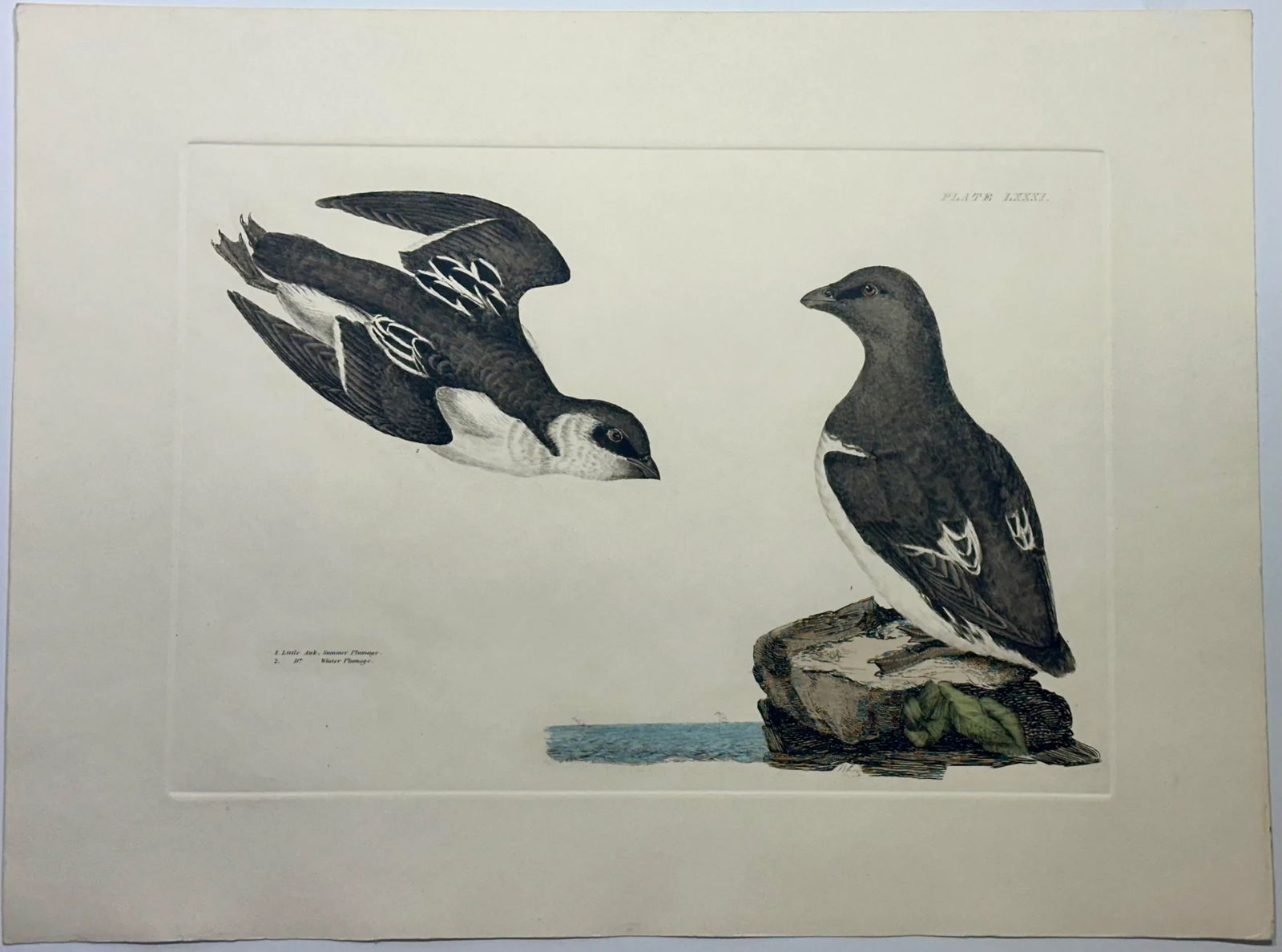 20th Century Little Auk Ornithology Print - 2